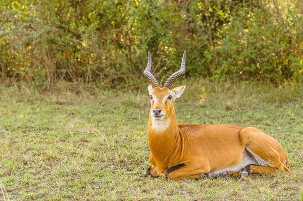 Dorosły Samiec Kob Kobus Kob Queen Elizabeth National Park Uganda — Zdjęcie stockowe