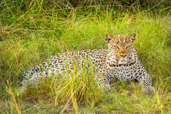 Leopard Panthera Pardus Entspannt Sich Gras Queen Elizabeth Nationalpark Uganda — Stockfoto