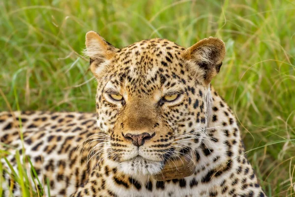 Leopardo Panthera Pardus Rilassante Nell Erba Parco Nazionale Della Regina — Foto Stock