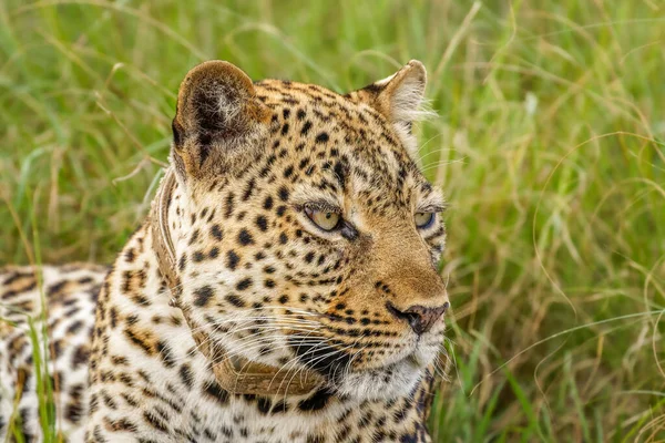 Leopard Panthera Pardus Entspannt Sich Gras Queen Elizabeth Nationalpark Uganda — Stockfoto