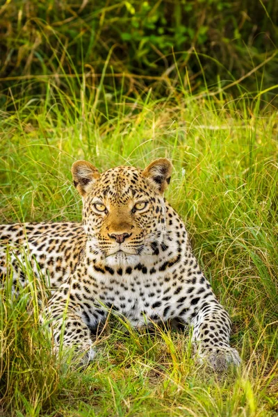 Leopard Panthera Pardus Entspannt Sich Gras Queen Elizabeth Nationalpark Uganda — Stockfoto