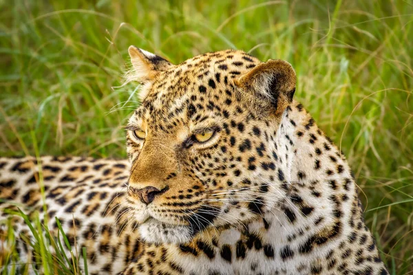 Leopard Panthera Pardus Entspannt Sich Gras Queen Elizabeth Nationalpark Uganda — Stockfoto