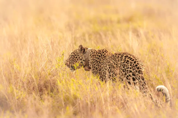 잔디에 Panthera Pardus 우간다의 엘리자베스 — 스톡 사진