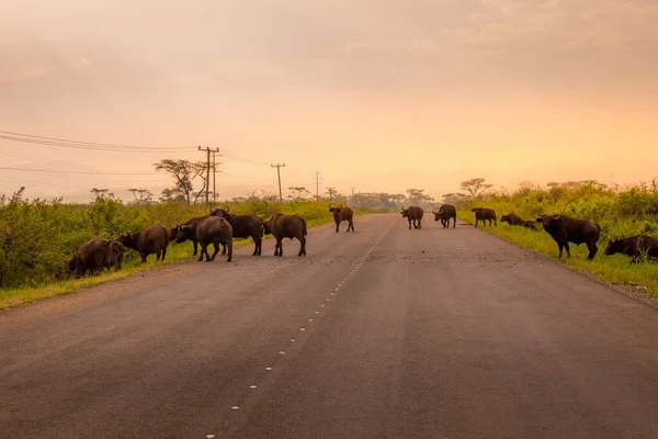 Herd African Buffalo Syncerus Caffer Διασχίζοντας Δρόμο Queen Elizabeth National — Φωτογραφία Αρχείου