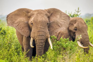 Yemek yiyen bir fil (Loxodonta Africana), Kraliçe Elizabeth Ulusal Parkı, Uganda.