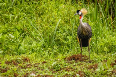 Gri taçlı turna portresi (Balearica regulorum), altın tüylü Afrika kuşu..