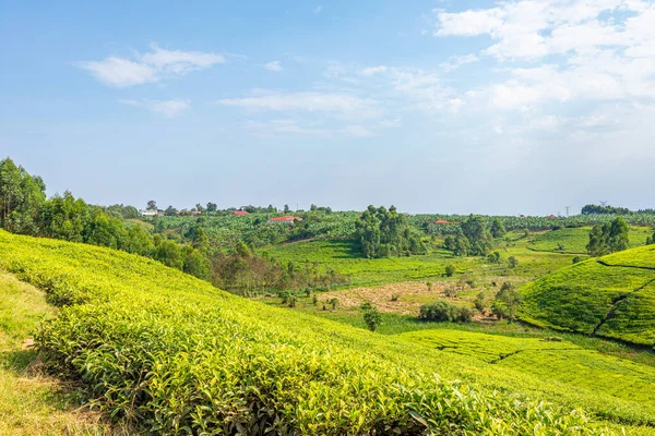 A tea plantation in Uganda, Africa. Tea is an important export in this country.