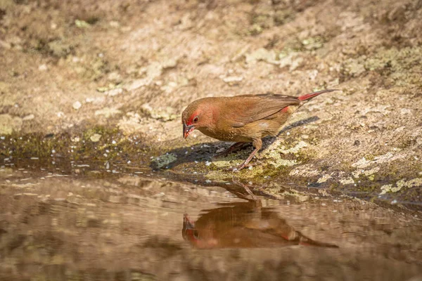 Vuurvink Met Rode Snavel Lagonosticta Senegala Vrouwtje Aan Het Water — Stockfoto