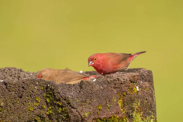 Rotschnabel Gimpel Lagonosticta Senegala Einzelnes Männchen Wasser Uganda — Stockfoto