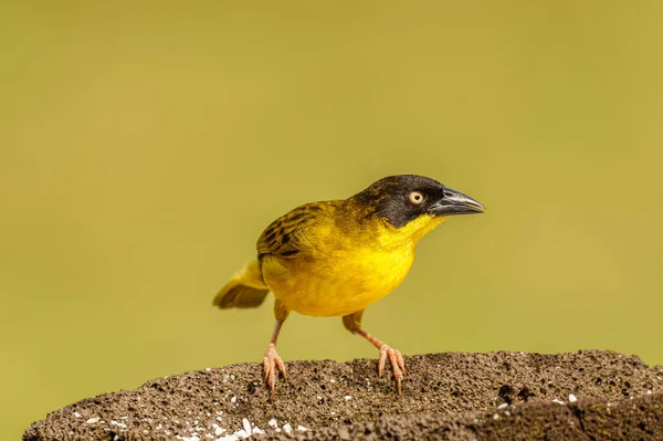 Tkadlec Černou Hlavou Uganda — Stock fotografie