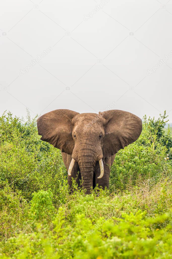 An elephant ( Loxodonta Africana) eating, Queen Elizabeth National Park, Uganda.