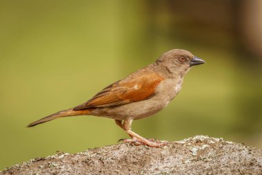 Kuzey gri başlı serçe (Passer griseus) bir kayanın üzerinde, Mgahinga Goril Ulusal Parkı, Uganda.