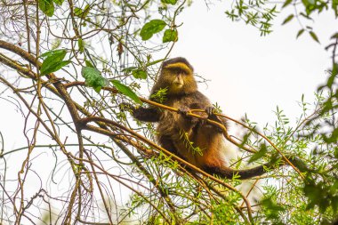 Yağmur ormanlarında vahşi ve nadir bulunan altın maymun (Cercopithecus kandti). Eşsiz ve nesli tükenmekte olan hayvanlar doğal yaşam alanına yakın..
