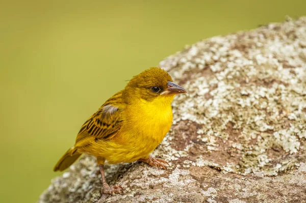 Aftrican Weaver Bird Uganda — Stock fotografie