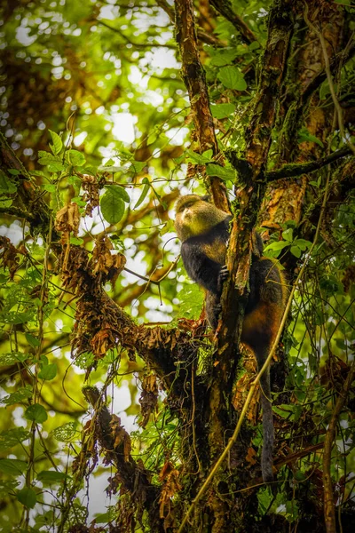 Scimmia Dorata Selvatica Molto Rara Cercopithecus Kandti Nella Foresta Pluviale — Foto Stock