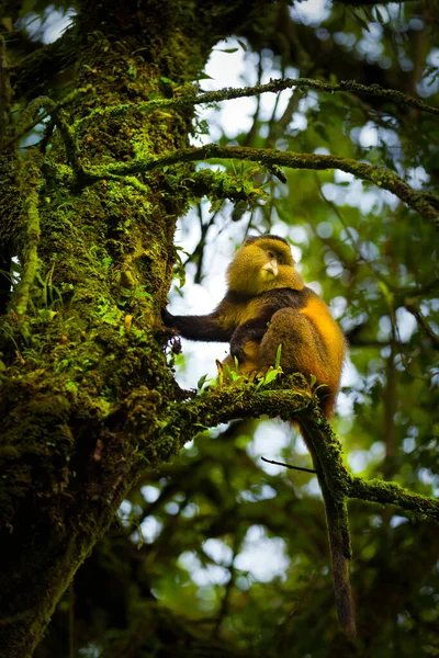 Wild Very Rare Golden Monkey Cercopithecus Kandti Rainforest Unique Endangered — Stock Photo, Image