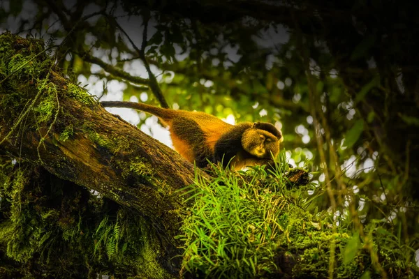 Wild Very Rare Golden Monkey Cercopithecus Kandti Rainforest Unique Endangered — Stock Photo, Image