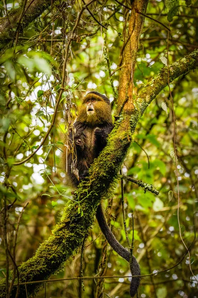 Macaco sagui brincando nos galhos das árvores