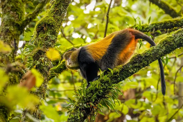 Singe Doré Sauvage Très Rare Cercopithecus Kandti Dans Forêt Tropicale — Photo
