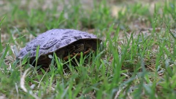 Turtle poking out his head shot. Too slow — Stock Video
