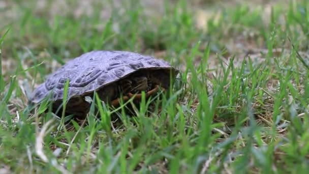 Sköldpaddan petar ut huvudet. För långsam — Stockvideo