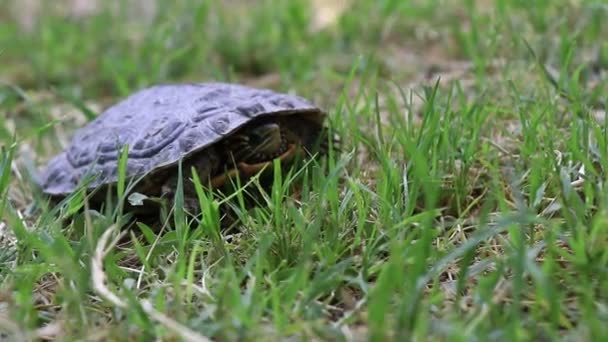 Turtle poking out his head shot. Too slow — Stock Video