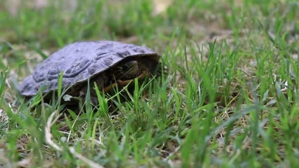 Turtle sacando su foto de la cabeza. Demasiado lento — Vídeo de stock