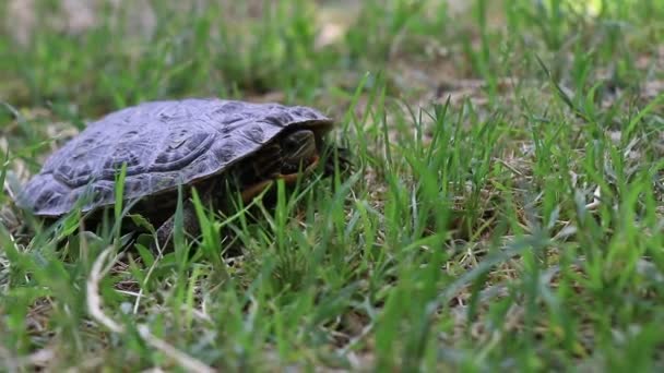 Маленькая черепаха ходит по зеленому травяному полю в солнечный день. — стоковое видео