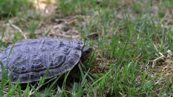 Petite tortue marche à travers le champ herbeux vert par une journée ensoleillée. — Video