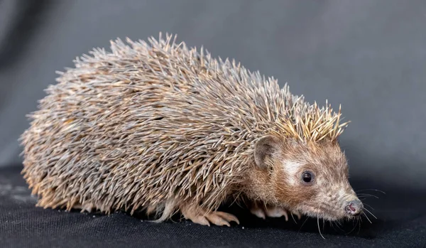 Happy spiky hedgehog being photographed