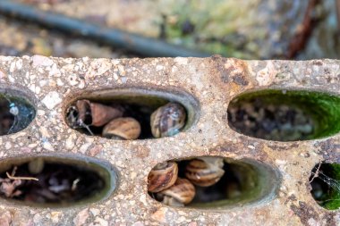Bir grup salyangoz evlerinde tuğla delikleri açıyor.