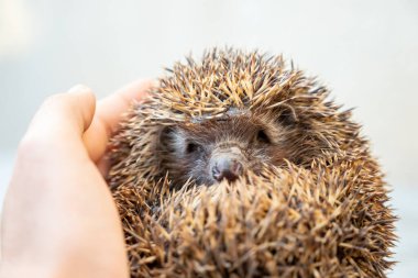 Dikenli kirpi insan eliyle nazikçe tutuluyor.