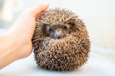 Dikenli kirpi insan eliyle nazikçe tutuluyor.