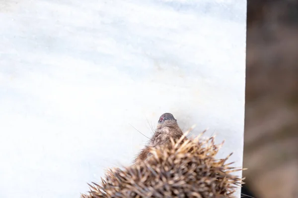 Happy spiky hedgehog being photographed