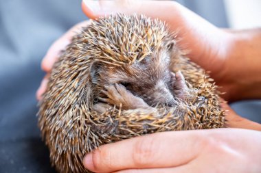 Dikenli kirpi insan eliyle nazikçe tutuluyor.
