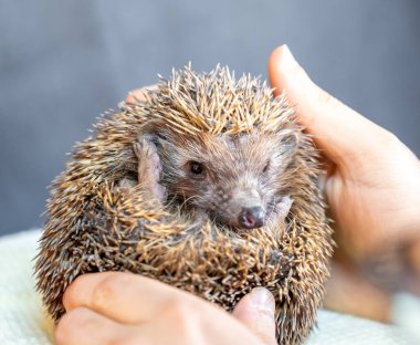 Dikenli kirpi insan eliyle nazikçe tutuluyor.