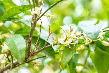 Arı ağaç çiçeğiyle besleniyor.