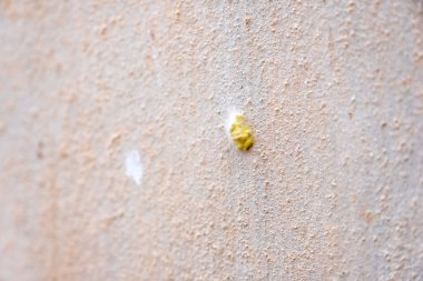 Solucan sarı yumurtadan çıkıyor