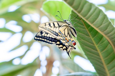 Bitki yaprağında güzel bir kelebek