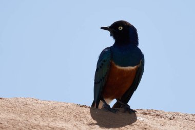 Spreo süper otobüsü Kenya Tanzanya olarak bilinen süper starling Lamprotornis superbus