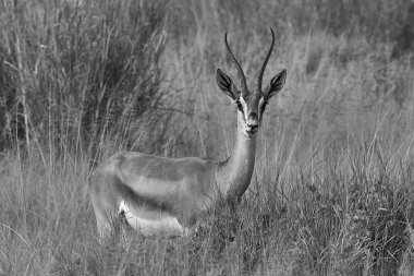Thomson Thomson Gazelle Eudorcas Antilop Afrika 'nın Portresi Safari