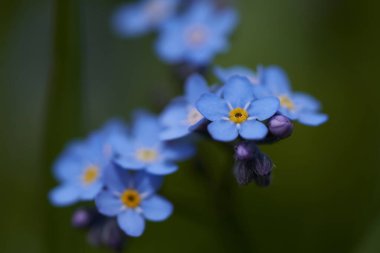 Myosotis Alps İsviçreli Boraginaceae ailesi beni unutun.