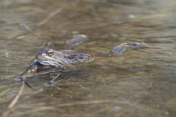 Vodní žába Pelophylax a Bufo Bufo v horském jezeře s krásným odrazem očí Jarní krytí — Stock fotografie