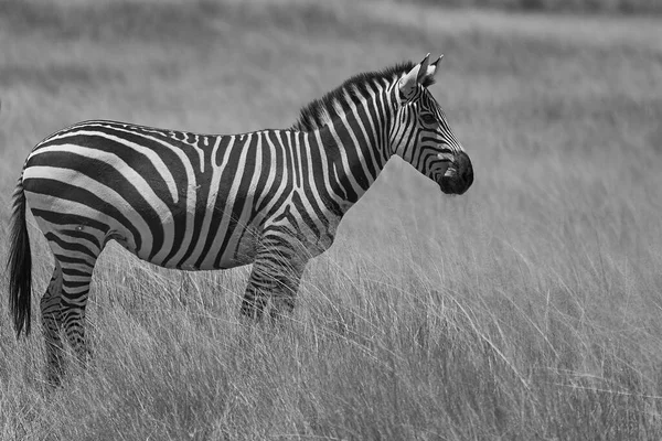 Plains zebra Equus quagga- Big Five Safari Zwart-wit gestripte Kilimanjaro — Stockfoto