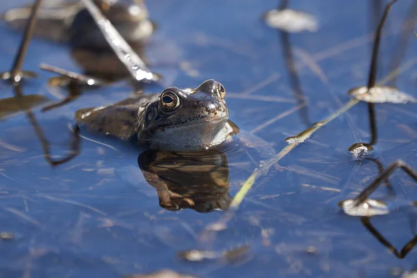 Vodní žába Pelophylax a Bufo Bufo v horském jezeře s krásným odrazem očí Jarní krytí — Stock fotografie