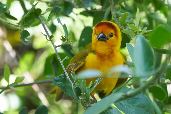 Tisseur de palmiers dorés Ploceus bojeri Ploceidae Sweet Portrait — Photo