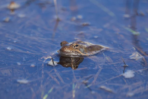 Water frog Pelophylax and Bufo Bufo in mountain lake with beautiful reflection of eyes Spring Mating — Stock Photo, Image