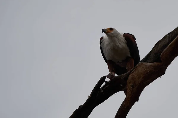 Afrikaanse vis zeearend vangen vis meer jagen Haliaeetus vocifer — Stockfoto