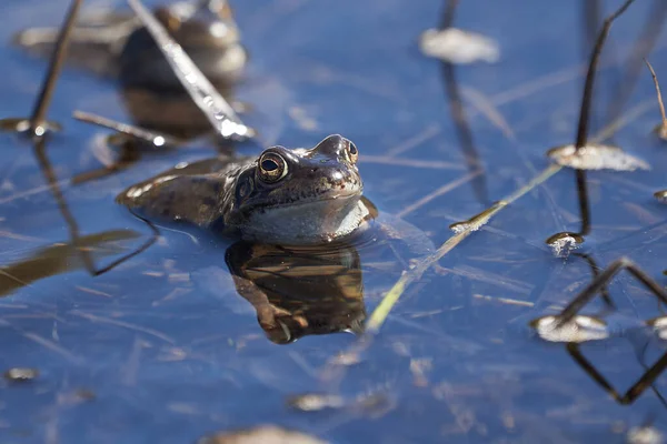 Rana de agua Pelophylax y Bufo Bufo en lago de montaña con hermoso reflejo de los ojos Primavera apareamiento — Foto de Stock