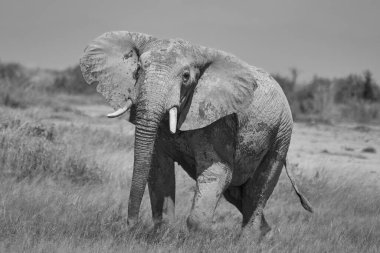 Fil Büyük Tusker Amboseli - Büyük Beş Safari Bebek Afrika çalı fili Loxodonta africana Siyah ve beyaz